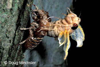 Periodical cicada metamorphosing into adult