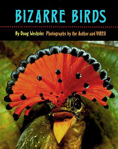 BizarreBirds.jpg - 84395 Bytes