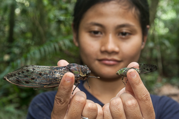 cidadas Borneo