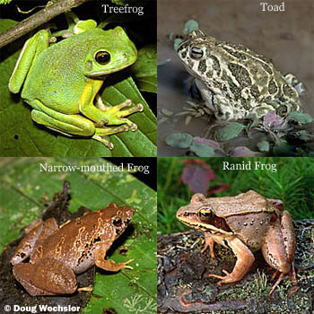 Barking Treefrog, Great Plains Toad, Bornean Narrow-mouthed Frog, Wood Frog