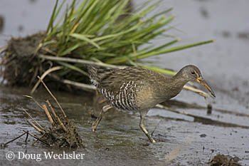 Salt Marsh Animals by Doug Wechsler- Salt Marsh Animals by Doug Wechsler-