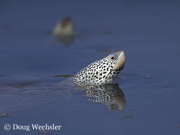 Salt Marsh Animals by Doug Wechsler- Salt Marsh Animals by Doug Wechsler-