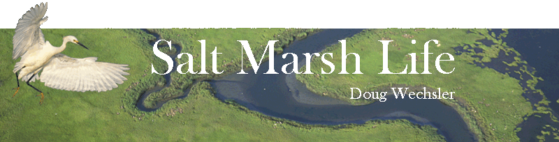 saltmarshbanner2.gif - 86462 Bytes